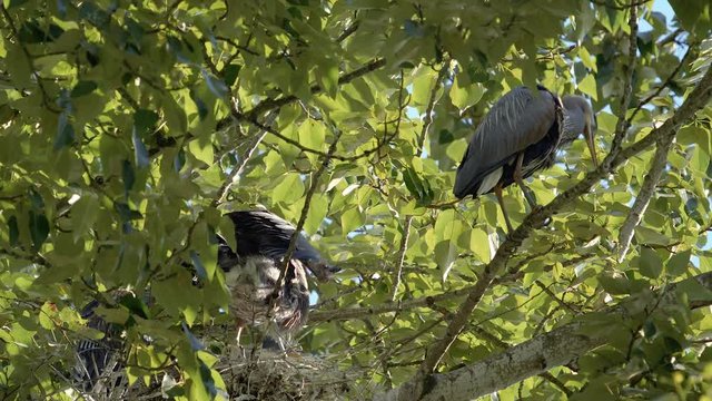 Great Blue Heron Babies Flapping Wings in Nest Ready for First Flight