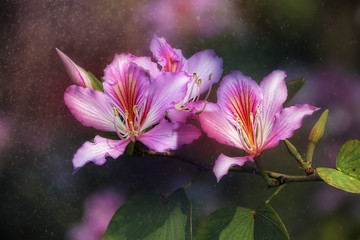 bauhinia variegata (orchid tree) flower, textured background  