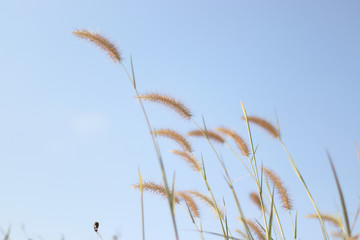 Grass flower in soft focus and blurred with vintage style for background