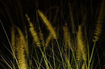 Grass