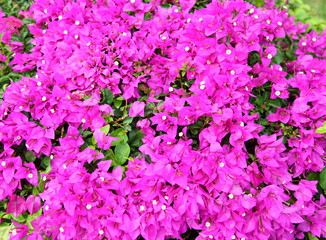 Fototapeta premium Close up Pink Bougainvillea flower