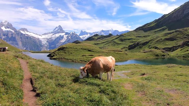 Brown cow grazing in front of Alpine Bachalpsee lake in Switzerland. Snow-capped mountains Eiger, Jungfrau, and Monch in background. Swiss Alps landscape in summer. 