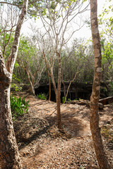 cenote abierto en yucatan mexico