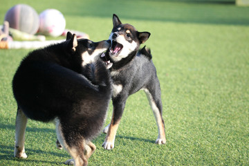 Happy puppies in a private playground