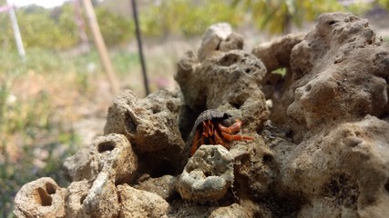 Fototapeta premium types of animals that can change their shells