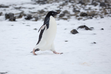 Antarctica Wildlife - 312869513