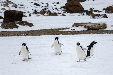 Antarctica Wildlife - 312869519