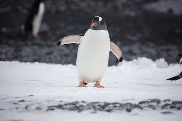 Antarctica Wildlife - 312869534