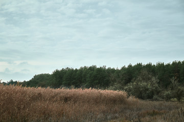 reed and pines in forest with blue sky