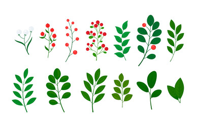 Botanical elements of herbs, leaves and berries. Collection of wild and Garden foliage grass branches on white.