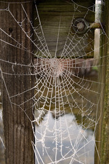 Frozen spider web on a bridge parapet
