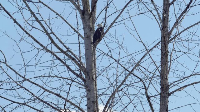 Wildlife Shot of Bald Eagle in Tree Spreading Wings and Taking Flight