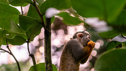 Obraz premium Squirrel monkey holding something to eat in its hands