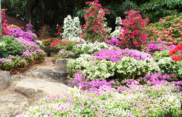 Fototapeta na wymiar Landscaped flower garden with lots of colorful blooms 