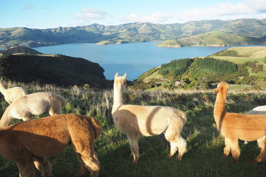 Alpacas farm with lake and mountain view background