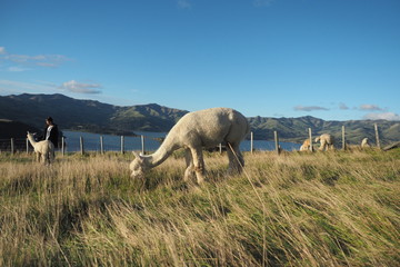 Alpacas farm with lake and mountain view background
