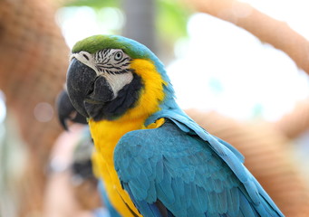 Beautiful Blue & Gold Macaw 