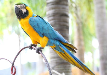 Beautiful Blue & Gold Macaw 