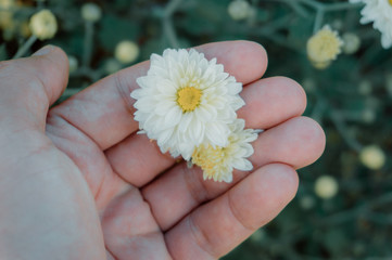The hands holding white chrysanthemum flowers bloom beautifully in the flower garden.