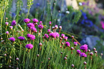 purple flowers in the garden
