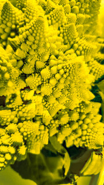 Beatiful special fractal Romanesc; Superficially resembles a cauliflower