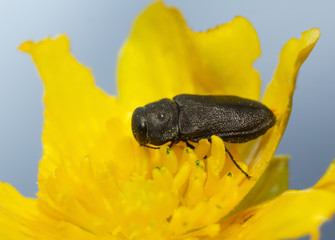 Metallic wood-boring beetle, Anthaxia quadripunctata on flower
