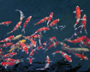 小千谷市　錦鯉の里