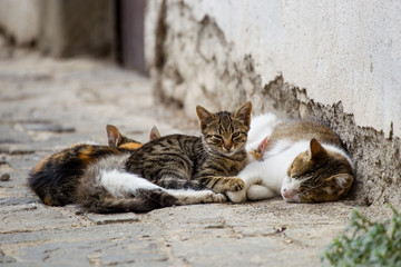 chats