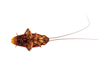 Scientific Name : Periplaneta americana. Detailed closeup photo of American Hissing Cockroach ventral side with identifiable body parts and long antennae, on a plane white background. - Image