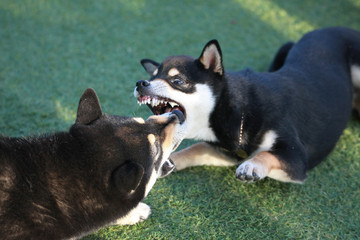 Happy puppies in a private playground