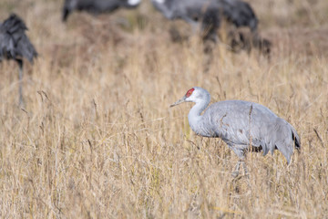 Sandhill crane in Izumi city, Kagoshima prefecture, Japan