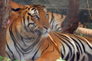 Portrait of a majestic Bengal tiger in south India