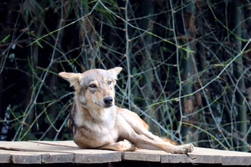 Portrait of Fox resting on a wooden platform