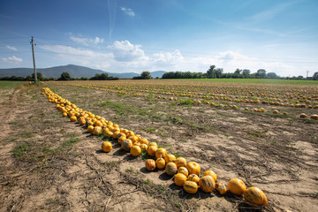 Pumpkins harvesting in the field