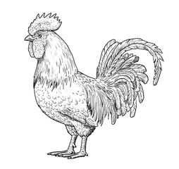 Drawing of rooster. Sketch of adult male chicken, black and white illustration © Mateusz