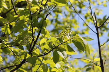 branch of a tree