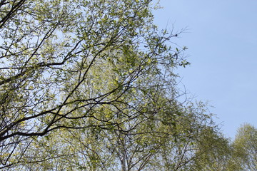 Obraz premium tree and blue sky