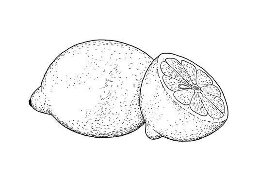 Drawing of lemon. Sketch of fruit - Citrus limon, black and white illustration