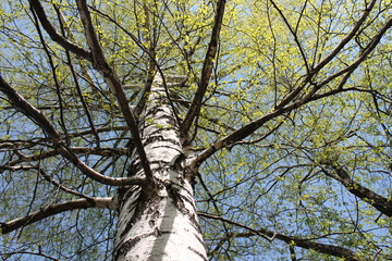 tree and sky