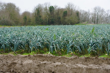 View of a field planted with leeks in Brittany, France