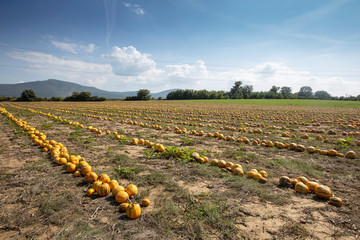 Pumpkins harvesting in the field