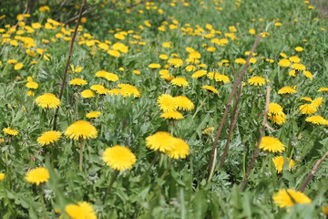 yellow flower field of dandelions