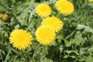 yellow dandelions in the grass