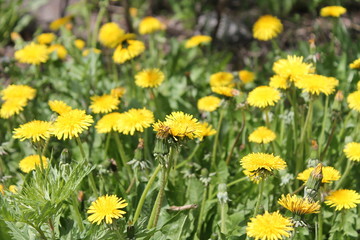field of dandelions