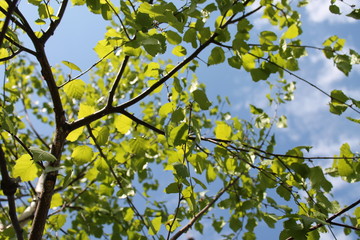 Fototapeta premium green leaves of tree in spring