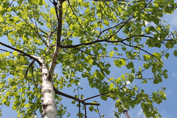 tree in spring