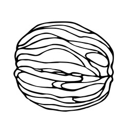 walnut in shell, element of decorative ornament or pattern, vector illustration with black contour lines isolated on white background in doodle and hand drawn style