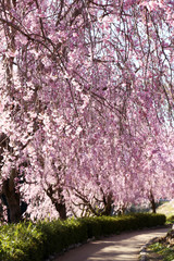 Fototapeta premium 風土記の丘の桜のトンネル