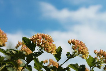 flowers and blue sky