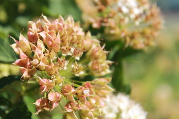 flowers in the garden